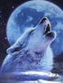 Wolf Howling at Night